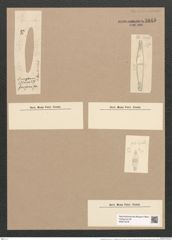 Dimerogramma fulvum var. ? furcigerum Grun. (de-Toni-Nr.: Genus 80, Species 2878) Zeichnungen Sammlung Grunow Nr. 5845 (NHMW-BOT-W0374278)